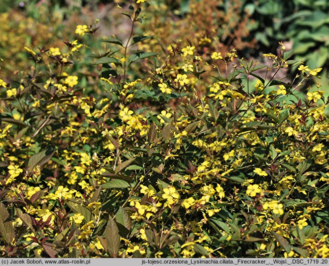 Lysimachia ciliata (tojeść orzęsiona)