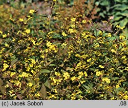 Lysimachia ciliata (tojeść orzęsiona)