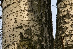 Populus alba