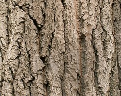 Populus alba