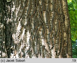 Populus xcanadensis Marilandica