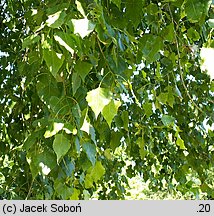 Populus xcanadensis Marilandica