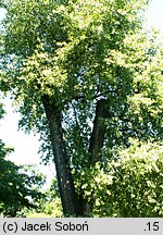 Populus xcanadensis Marilandica