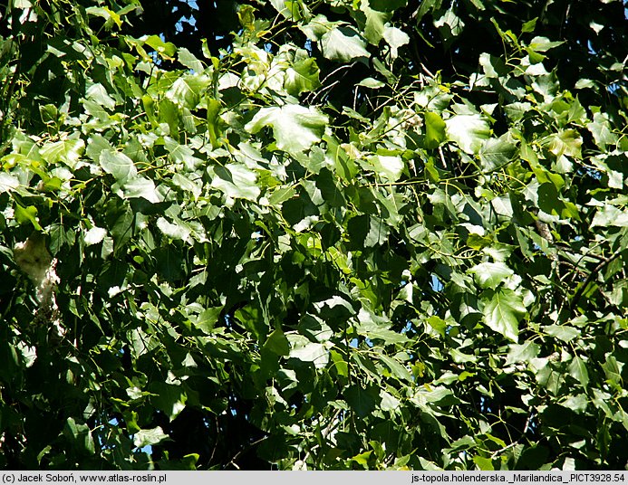 Populus xcanadensis Marilandica