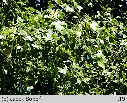 Populus xcanadensis Marilandica