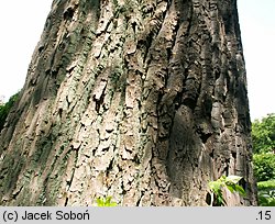 Populus xcanadensis