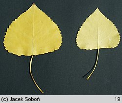 Populus ×canadensis (topola kanadyjska)