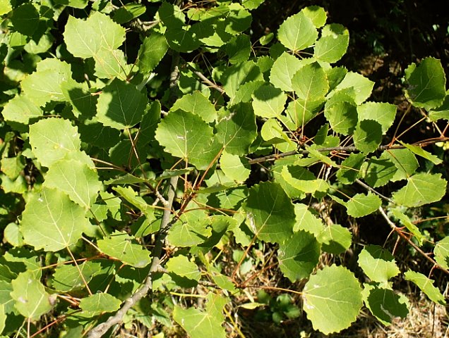 Populus tremula (topola osika)