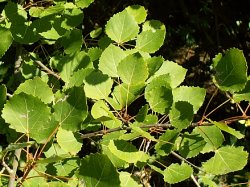 Populus tremula (topola osika)