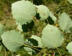 Populus tremula (topola osika)