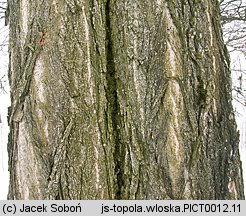 Populus nigra Italica