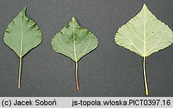 Populus nigra Italica