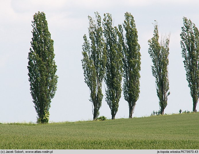 Populus nigra Italica