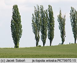 Populus nigra Italica