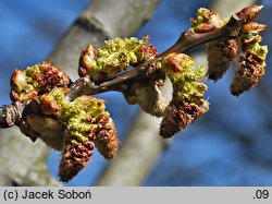 Populus ×wilsocarpa (topola mieszańcowa)