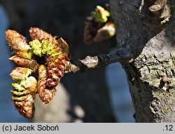 Populus ×wilsocarpa (topola mieszańcowa)