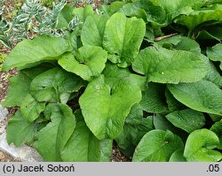 Trachystemon orientalis (trachystemon wschodni)