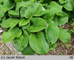 Trachystemon orientalis (trachystemon wschodni)