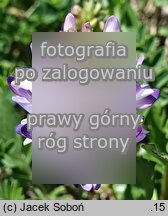 Astragalus alpinus (traganek alpejski)