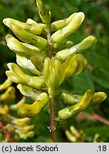 Astragalus glycyphyllos