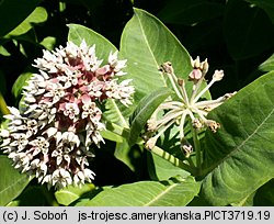 Asclepias syriaca (trojeść amerykańska)