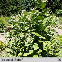 Asclepias syriaca (trojeść amerykańska)