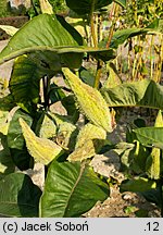 Asclepias syriaca (trojeść amerykańska)