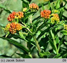 Asclepias tuberosa (trojeść bulwiasta)