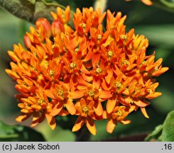 Asclepias tuberosa (trojeść bulwiasta)