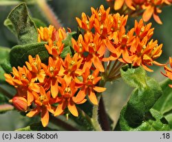 Asclepias tuberosa (trojeść bulwiasta)