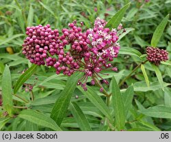 Asclepias incarnata Cinderella