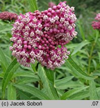 Asclepias incarnata Cinderella