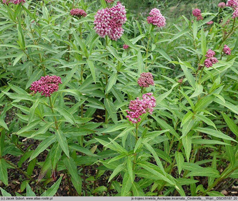 Asclepias incarnata Cinderella