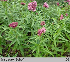 Asclepias incarnata Cinderella