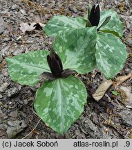Trillium cuneatum (trójlist klinowaty)