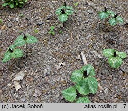 Trillium cuneatum (trójlist klinowaty)