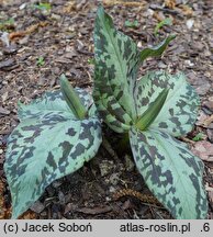 Trillium sessile (trójlist siedzący)