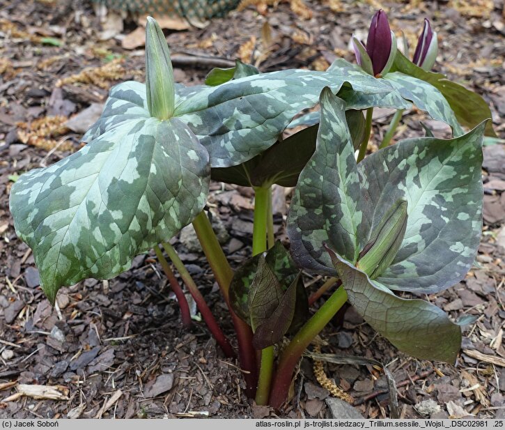 Trillium sessile (trójlist siedzący)