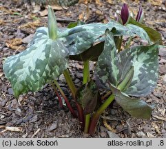 Trillium sessile (trójlist siedzący)