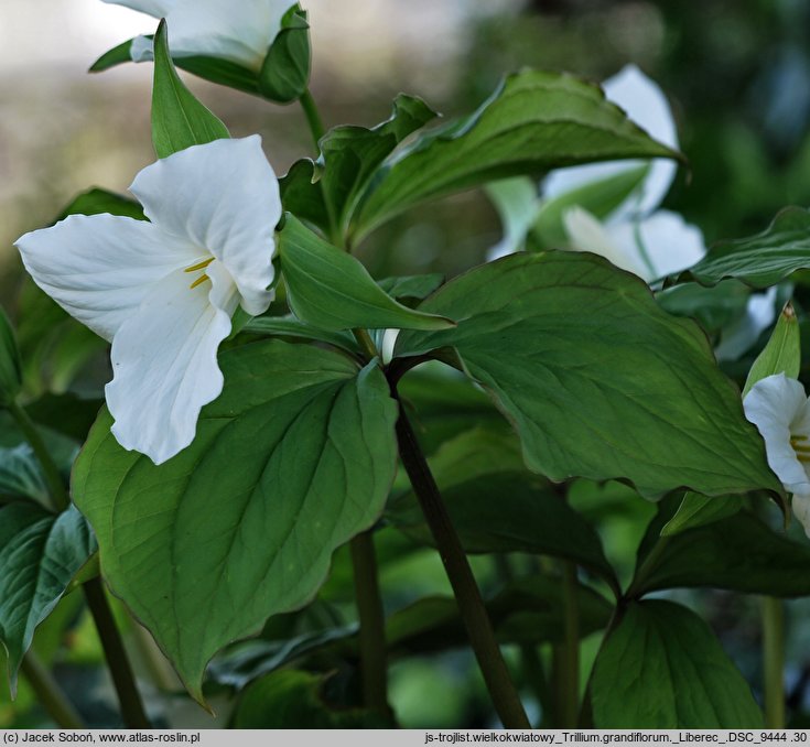 Trillium grandiflorum (trójlist wielkokwiatowy)