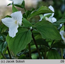 Trillium grandiflorum (trójlist wielkokwiatowy)