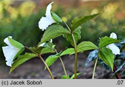 Trillium grandiflorum (trójlist wielkokwiatowy)