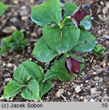 Trillium erectum (trójlist wyprostowany)