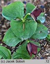 Trillium erectum (trójlist wyprostowany)