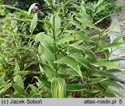 Tricyrtis hirta Variegata