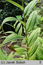 Tricyrtis hirta Variegata