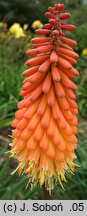 Kniphofia Alcazar