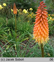 Kniphofia Alcazar