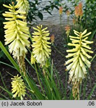 Kniphofia Buttercup