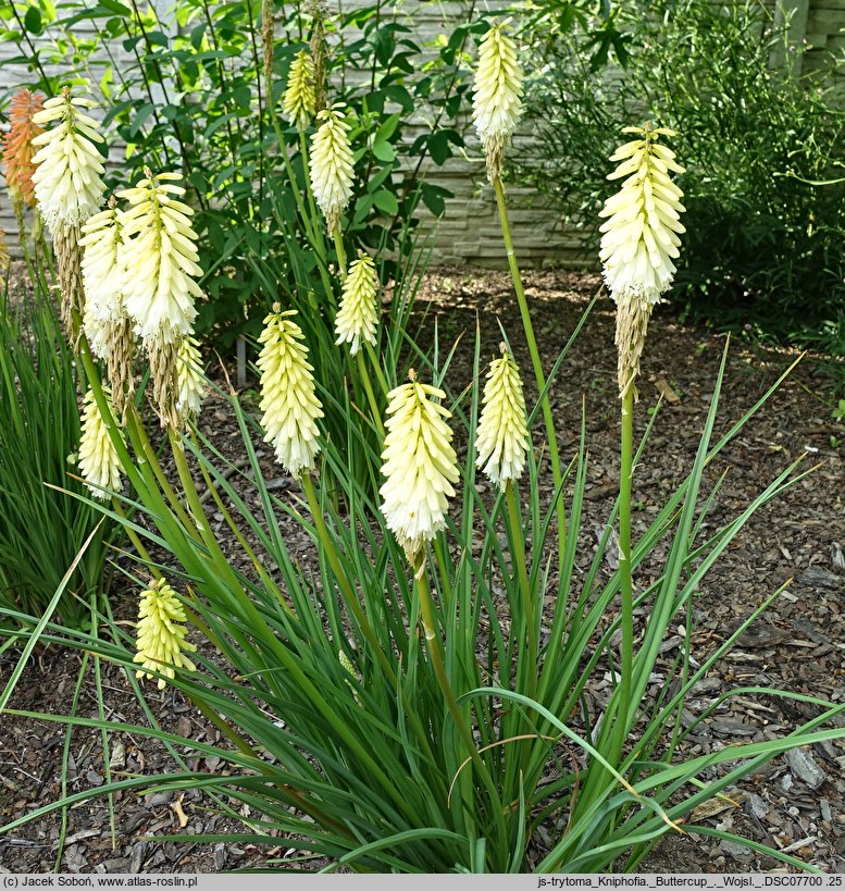 Kniphofia Buttercup